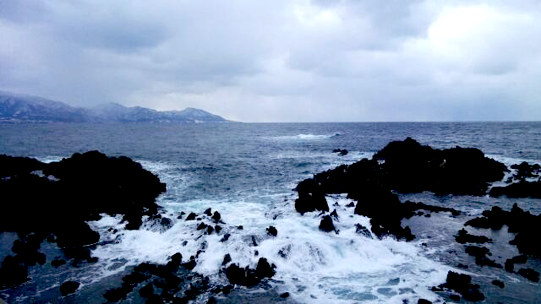 青森県クロダイ