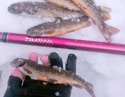 盛岡-岩魚釣果2