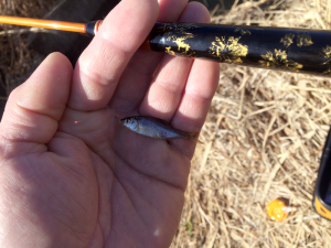 アカヒレダビラ