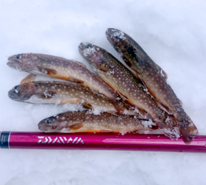 盛岡-岩魚釣果1