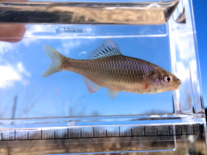 アカヒレダビラ