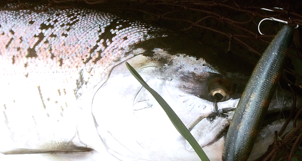 秋田県阿仁川サクラマス