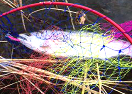 2016年米代川サクラマス