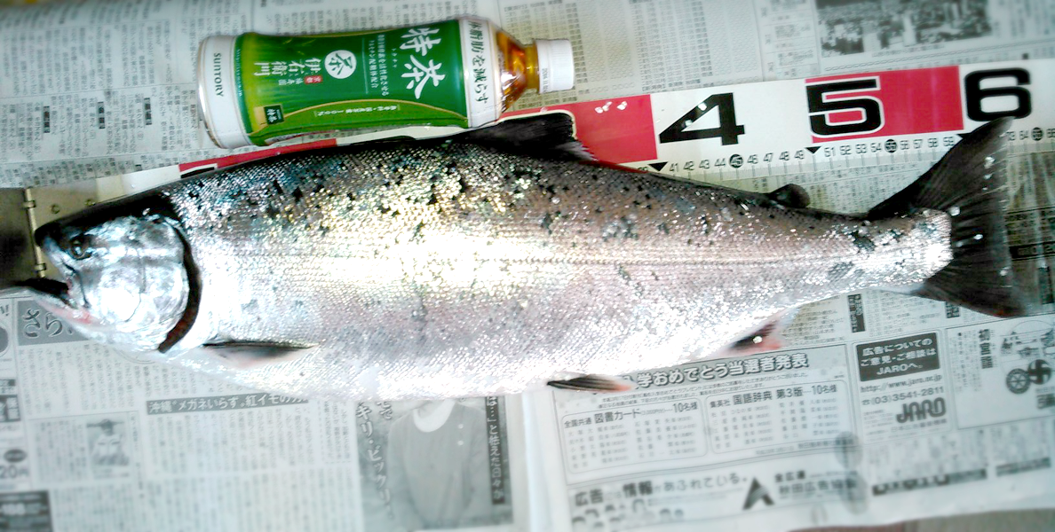 米代川サクラマス