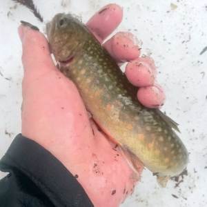 阿仁川オレンジ斑点岩魚