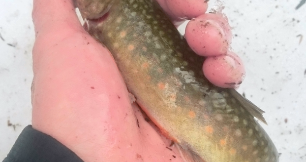 阿仁川オレンジ斑点岩魚