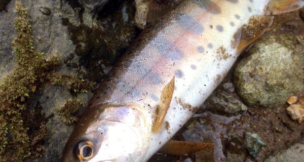 秋田県北秋田市山女魚