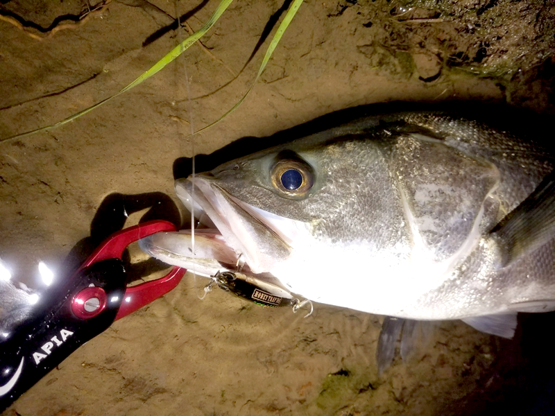 2016年米代川シーバス釣り