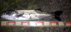 秋田県能代シーバス釣果