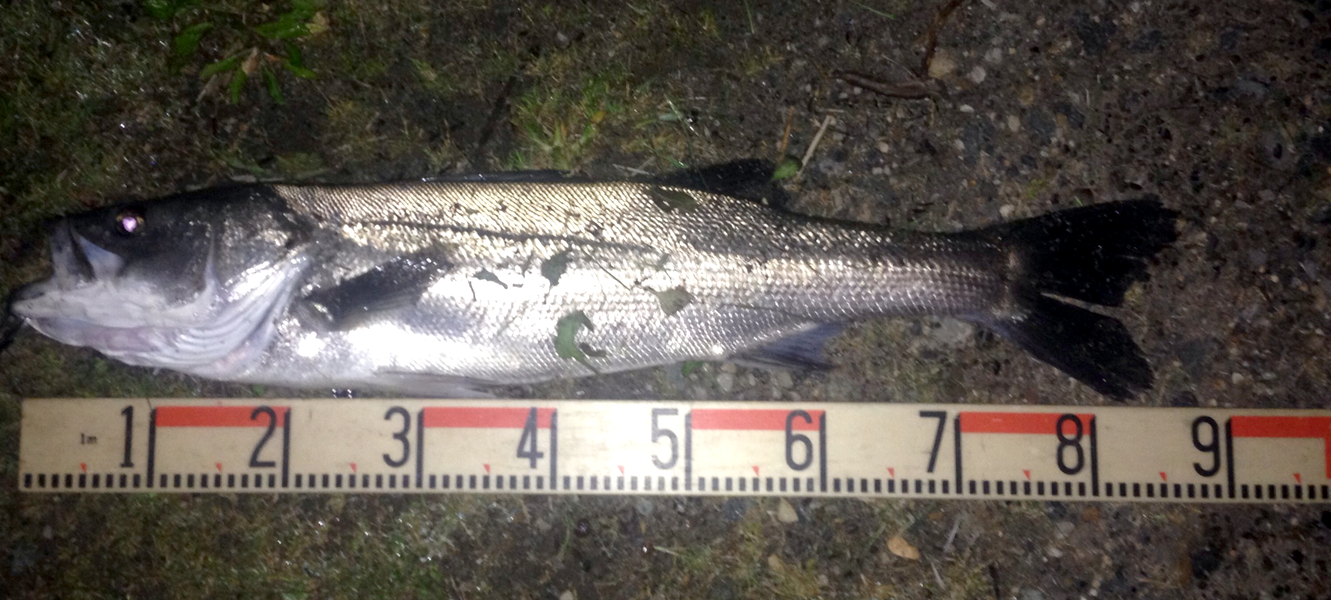 秋田県能代シーバス釣果