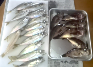 秋田県男鹿-アジメバルキス