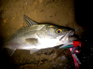 2016年米代川シーバス釣り2