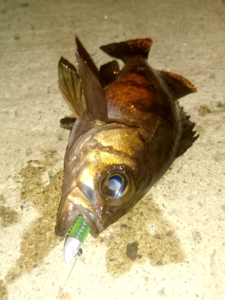 秋田岩舘港釣りメバル