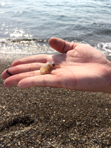 秋田県釜谷浜アオリイカ