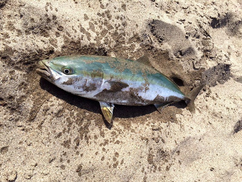 秋田県釜谷浜イナダ