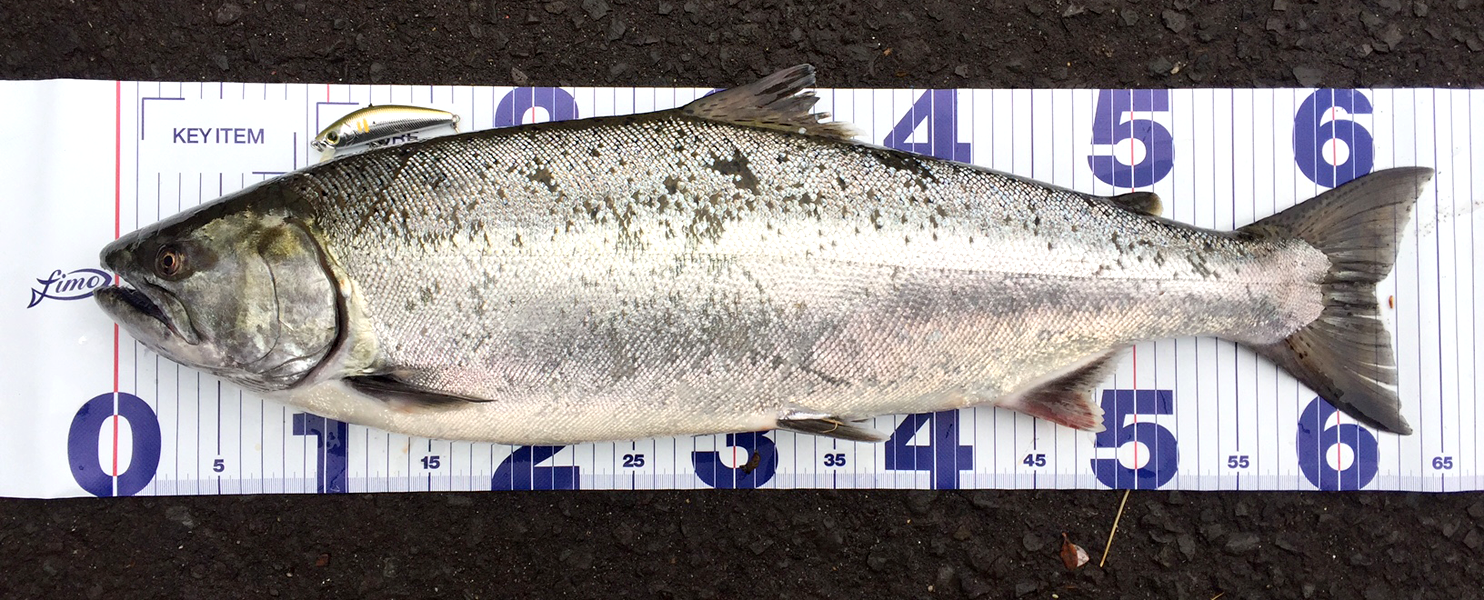 2016年秋田県米代川支流阿仁川サクラマス