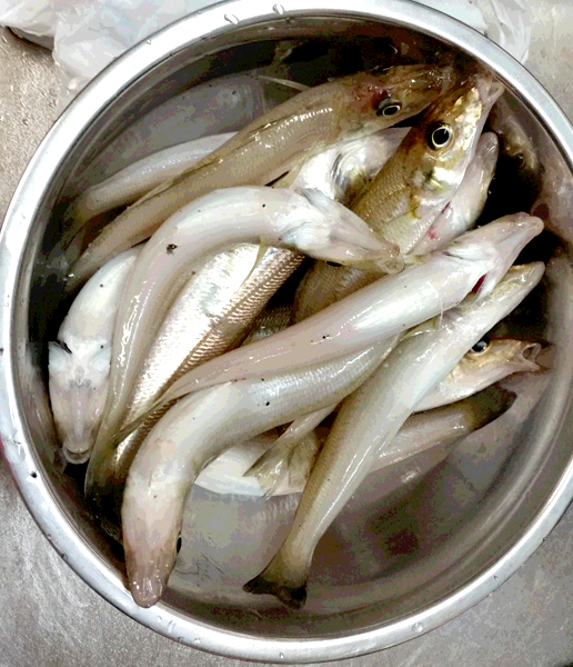 2016年秋田県能代市峰浜サーフ釣果キス