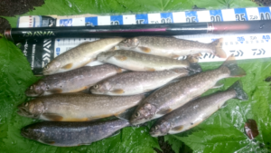 秋田県渓流釣り岩魚