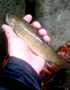 秋田県渓流釣り岩魚