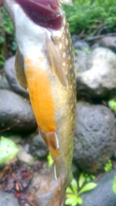 2016年秋田県阿仁渓流釣り岩魚