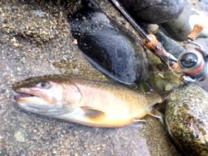 2016年秋田県阿仁本流渓流釣り3