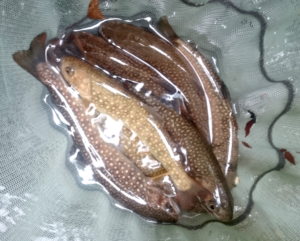 秋田県渓流釣り岩魚