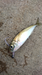 2016年秋田県アジ釣果