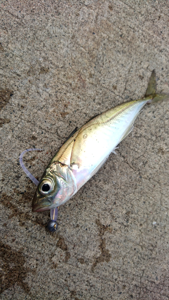 2016年秋田県アジ釣果