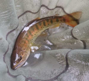 秋田県渓流釣り岩魚