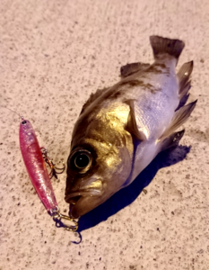 秋田県岩舘港釣りメバル