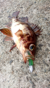 2016年秋田県メバル釣果