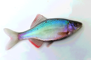 秋田県タナゴ釣りキタノアカヒレタビラ