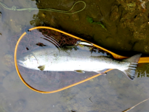 2016年秋田県サクラマス釣果