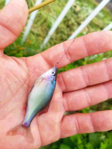 秋田県タナゴ釣りキタノアカヒレタビラ