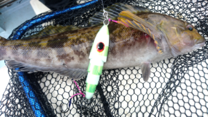 2016年青森県鯵ヶ沢沖釣果情報