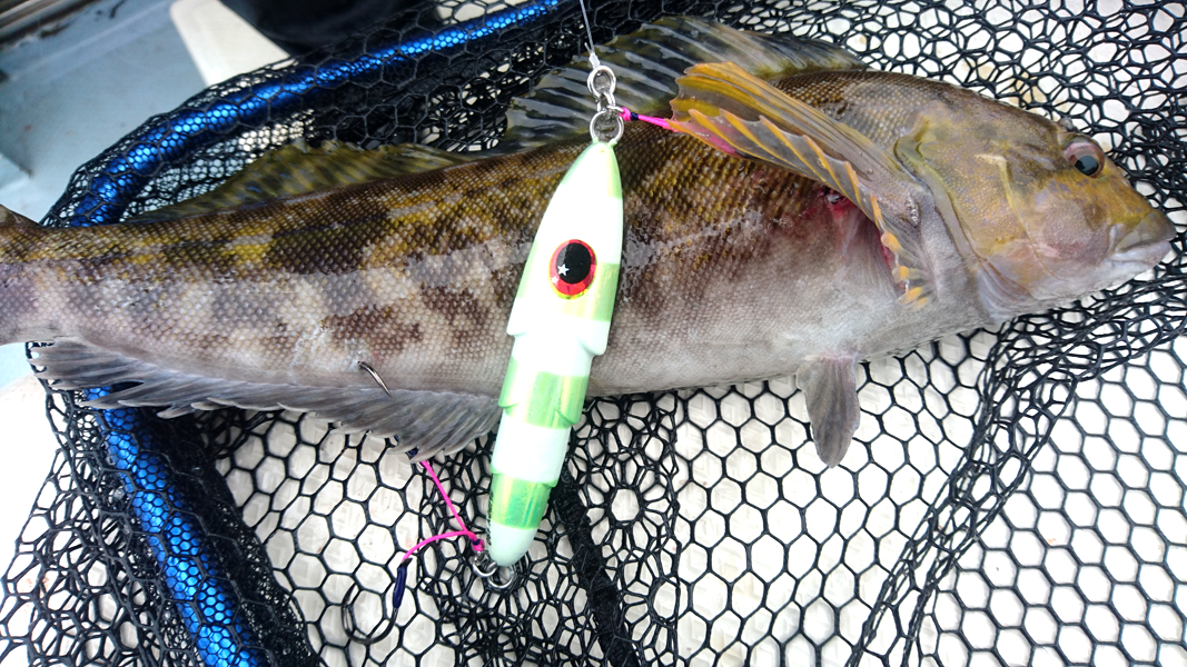 2016年青森県鯵ヶ沢沖釣果情報