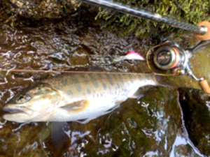 2016年秋田県阿仁本流渓流釣り2