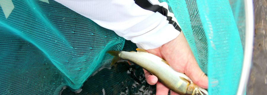 米代川鮎解禁初日-2