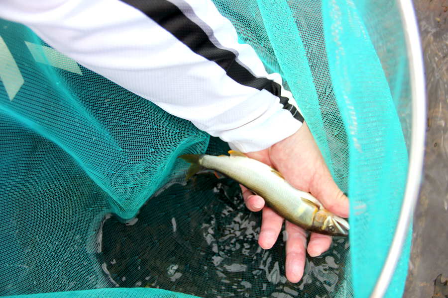 米代川鮎解禁初日-2