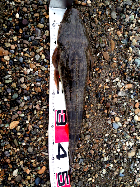 落合サーフマゴチ釣