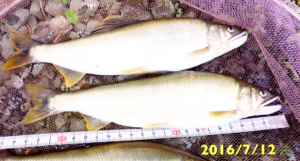 秋田県大館市比内町大葛鮎釣り