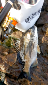 男鹿加茂沖クロダイ釣り