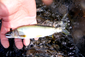 米代川鮎解禁初日-8