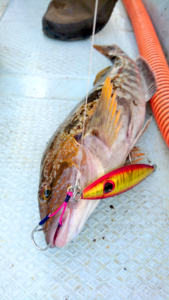 鯵ヶ沢アイナメ釣り