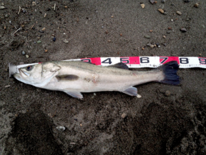 落合サーフ釣りシーバス2