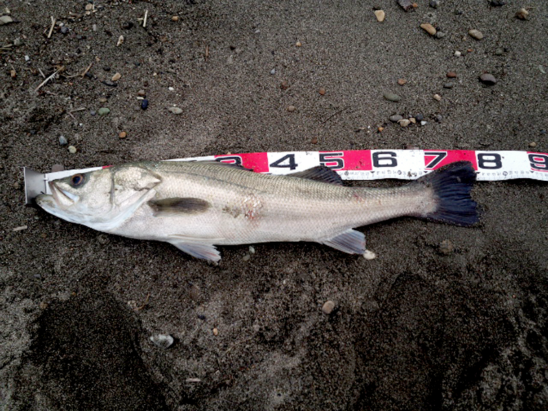 落合サーフ釣りシーバス2