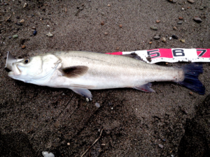 落合サーフ釣りシーバス