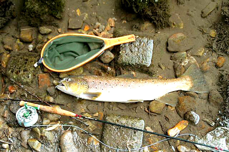長木川ブラウントラウト