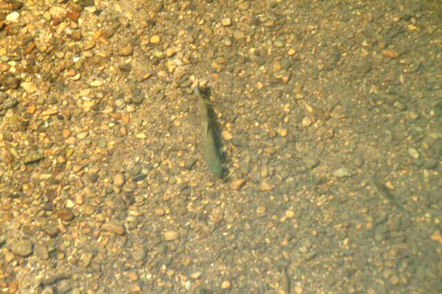 長木川ブラウントラウト