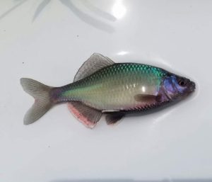 FB_IMG_1471483038244